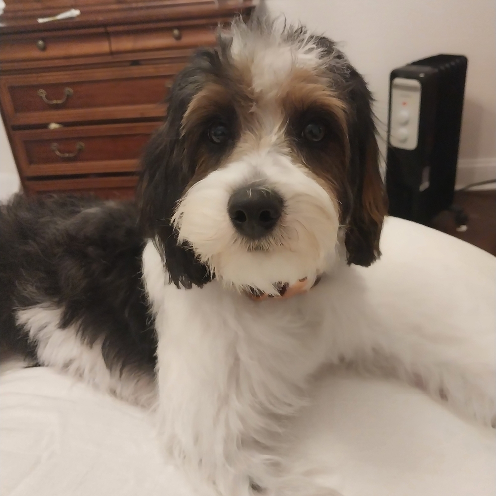 Meet your Posher, Rose